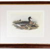 ENGLISH LITHOGRAPH ON PAPER GOOSE BY JOHN GOULD PIC-0