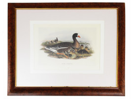 ENGLISH LITHOGRAPH ON PAPER GOOSE BY JOHN GOULD