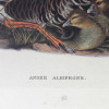 ENGLISH LITHOGRAPH ON PAPER GOOSE BY JOHN GOULD PIC-1