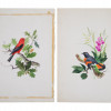 TWO VINTAGE HAND PAINTED WATERCOLOR BIRD DRAWINGS PIC-0
