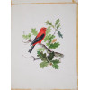 TWO VINTAGE HAND PAINTED WATERCOLOR BIRD DRAWINGS PIC-1