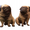 TWO AUSTRIAN TERRACOTTA FIGURINES OF PUGS C. 1890 PIC-1