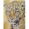 AMERICAN ART PRINT OF LEOPARD BY PHIL PRENTICE PIC-2