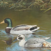 FRAMED OIL PAINTING OF DUCKS SIGNED FRED CAMPELL PIC-1