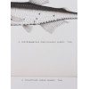 ANTIQUE 1903 FISH LITHOGRAPH PRINT COLLECTION PIC-4