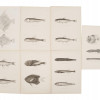 ANTIQUE 1903 FISH LITHOGRAPH PRINT COLLECTION PIC-0