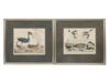 FOUR COLOR LITHOGRAPHS BIRDS BY ALEXANDER LAWSON PIC-2