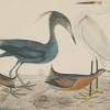 FOUR COLOR LITHOGRAPHS BIRDS BY ALEXANDER LAWSON PIC-5