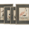 FOUR COLOR LITHOGRAPHS BIRDS BY ALEXANDER LAWSON PIC-0