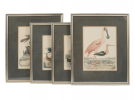 FOUR COLOR LITHOGRAPHS BIRDS BY ALEXANDER LAWSON