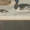 FOUR COLOR LITHOGRAPHS BIRDS BY ALEXANDER LAWSON PIC-9