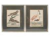 FOUR COLOR LITHOGRAPHS BIRDS BY ALEXANDER LAWSON PIC-1