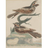 FOUR COLOR LITHOGRAPHS BIRDS BY ALEXANDER LAWSON PIC-3