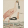 FOUR COLOR LITHOGRAPHS BIRDS BY ALEXANDER LAWSON PIC-4