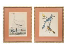 TWO COLOR LITHOGRAPHS BIRDS BY ALEXANDER LAWSON