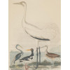 TWO COLOR LITHOGRAPHS BIRDS BY ALEXANDER LAWSON PIC-1