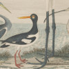 TWO COLOR LITHOGRAPHS BIRDS BY ALEXANDER LAWSON PIC-3