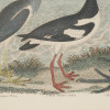 TWO COLOR LITHOGRAPHS BIRDS BY ALEXANDER LAWSON PIC-5