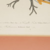 TWO COLOR LITHOGRAPHS BIRDS BY ALEXANDER LAWSON PIC-8