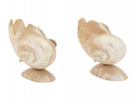 PAIR OF NACRE MOTHER OF PEARL SEA SHELLS VASES