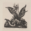 AMERICAN ENGRAVING DOGTOOTH VIOLET CLARE LEIGHTON PIC-2