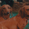 AMERICAN SCHOOL DOGS PORTRAIT OIL PAINTING SIGNED PIC-2