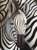 FRAMED OIL ON CANVAS PAINTING OF A ZEBRA BY M SIN PIC-1