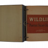 1939 NWF AMERICAN WILDLIFE POSTER STAMP ALBUM PIC-0