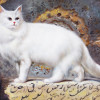 FRAMED OIL PAINTING OF A PERSIAN CAT BY L CAMDY PIC-1