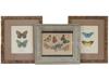 FRAMED BUTTERFLY PRINTS BY P. TURPIN, M.S. MERIAN PIC-0