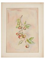 BERRIES WATERCOLOR PAINTING SIGNED BY M TAYLOR