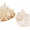 NATURAL BULLMOUTH HELMET SEA SHELL DECOR PIECES PIC-2