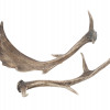 VINTAGE NATURAL DEER HORNS PIC-0