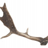 VINTAGE NATURAL DEER HORNS PIC-3