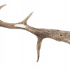 VINTAGE NATURAL DEER HORNS PIC-4