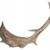 VINTAGE NATURAL DEER HORNS PIC-2