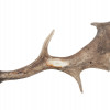 VINTAGE NATURAL DEER HORNS PIC-1