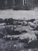 WWII CAMP PRISONERS AND HOLOCAUST VICTIMS PHOTOS PIC-8