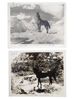 LOT OF SILVER GELATIN PHOTO PRINTS FOR HORSE ACTORS