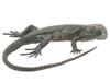 LINDA HORN MODERN BRONZE SCULPTURE OF A LIZARD PIC-1