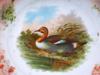 ANTIQUE SET OF PORCELAIN PLATES WITH GAME BIRDS PIC-8