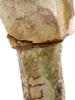 ANCIENT EGYPTIAN FAIENCE SHABTI REPAIRED PIC-8