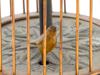 ART DECO 1930S JAPANESE CAGED BIRD NOVELTY CLOCK PIC-9