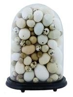 EDWARDIAN ERA COLLECTION OF EXOTIC EGGS IN GLASS DOME