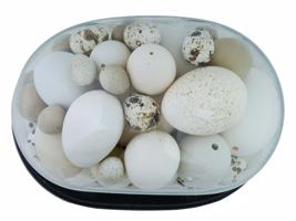 EDWARDIAN ERA COLLECTION OF EXOTIC EGGS IN GLASS DOME