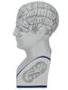 CERAMIC PHRENOLOGY HEAD AFTER L. N. FOWLER PIC-4