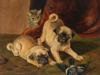 ANTIQUE 19TH C OIL PAINTING OF TWO PUGS AND A CAT PIC-1