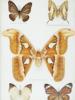 VINTAGE ENTOMOLOGICAL COLLECTION OF BUTTERFLIES PIC-2