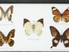 VINTAGE ENTOMOLOGICAL COLLECTION OF BUTTERFLIES PIC-3