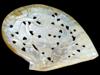 CHINESE REPUBLIC CARVED MOTHER OF PEARL SHELL PLAQUE PIC-6